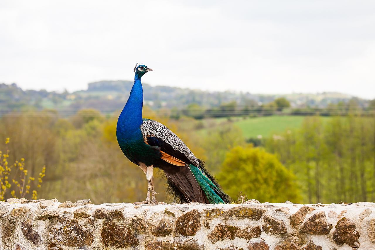 Bed and Breakfast Le Mas des Roches proche Puy du Fou Saint-Paul-en-Pareds Exterior foto